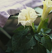 Angel's trumpet (Datura) with white flowers