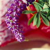 Blue and purple lupin against red background