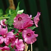 Malope in full bloom