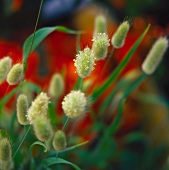 Annual hare's tail grass (Lagurus ovatus)