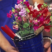 Sweet peas in a blue bucket