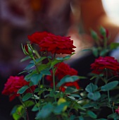 Red-flowered miniature rose