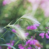 Lampenputzergras (lat. Pennisetum alopecuroides)