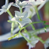 Weiß blühender Ziertabak (lat. Nicotiana x sanderae)