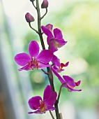 Nahaufnahme einer Blütenrispe: Phalenopsis