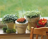 Window-sill with mind-your-own-business, coral bead plant
