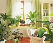Country-house style room with various foliage plants in front of window