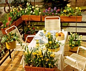Terrasse mit Frühlingsblumen, Osterglocken, Hyazinthen, Tulpen