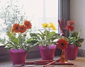 Potted Gerbera on window-sill