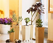 Succulents in decorative plant containers