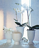 Snow-white decoration: Phalaenopsis, lily, cache-pots