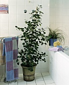 Focal point in bathroom - Mistletoe fig tree