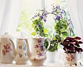 China coffee pots surrounded by Oxalis and climbing plant