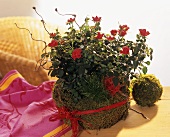 Red rose in pot wrapped in moss and raffia