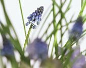 A blue grape hyacinth standing in grass