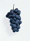 Blaue Weintrauben (Erdbeertraube)