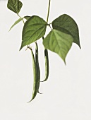 French beans (Phaseolus vulgaris ssp. vulgaris var. nanus)