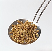 Soaked lentils on slotted spoon