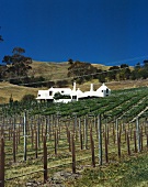 Te Mata Estate, top winery, Hawke's Bay. N. Zealand