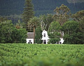 Weingut Buitenverwachting (Bioweine), Constantia, Südafrika
