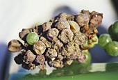 Grapes affected by Botrytis (Botrytis cinerea)