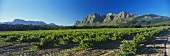Paarl, famous wine region, view of Simonsberg, S. Africa