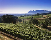 View over Klein Constantia Estate, Constantia, S. Africa