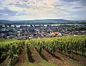 Blick über Kläuserweg Weingebiet auf Geisenheim und den Rhein