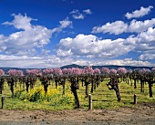 Frühling auf den Trefethen Vineyard, Napa Valley, Kalifornien