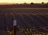 Junger Weinberg, Paso Robles, San Luis Obispo, Kalifornien