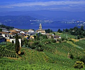 Weinberge am Dorf San Esteban, Galizien, Spanien