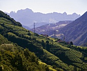 Wein an den Hängen des Isarco-Tals, Alto Adige, Italien