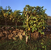 Roter Veltliner auf dem Loibnerberg Weingut, Unterloiben