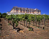 Domaine Carneros im jungen Anbaugebiet Carneros, Kalifornien