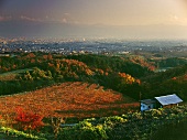 Weinberg bei Suntory's Tomi-no-oka winery bei Kofu, Japan