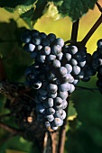 Blaufränkisch grapes on the vine
