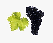Blauer Portugieser grapes with vine leaf