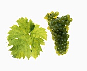 Müller-Thurgau grapes with vine leaf