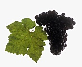 Spätburgunder grapes with vine leaf