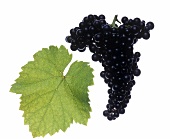 Blaufränkisch grapes with vine leaf