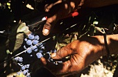 Grape picking in South Africa