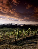Amity Vineyards; Amity; Oregon; USA