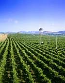 Vineyard at Dattilo; Sicily (west), Italy