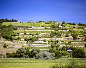 Vineyards near Freyburg, Saale-Unstrut, Germany