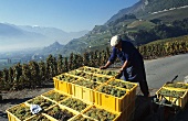 Grape picker in Saillon, Valais, Switzerland