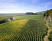 'Clos de Vougeot' vineyard, Côte d'Or, Burgundy, France