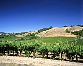 Navarro Vineyards in Anderson Valley, Mendocino, Kalifornien