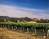 Vineyard in Marlborough, N. Zealand