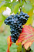 Blaufränkisch, Austrian grape variety (also known as Lemberger)