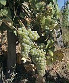 Viognier, unusual grape variety in Condrieu in Rhone Valley